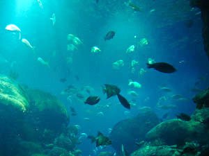 aquarium-94.jpg