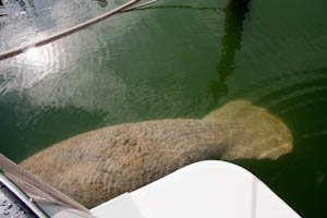 manatee-141.jpg