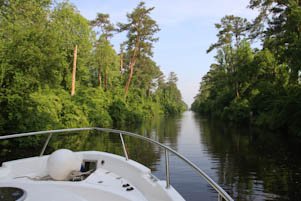 dismalswamp-559.jpg