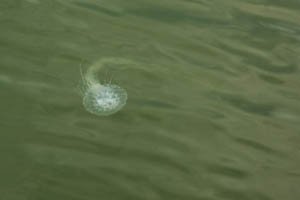 jellyfish-11.jpg