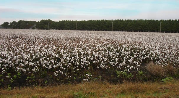 cottonfields-2.jpg